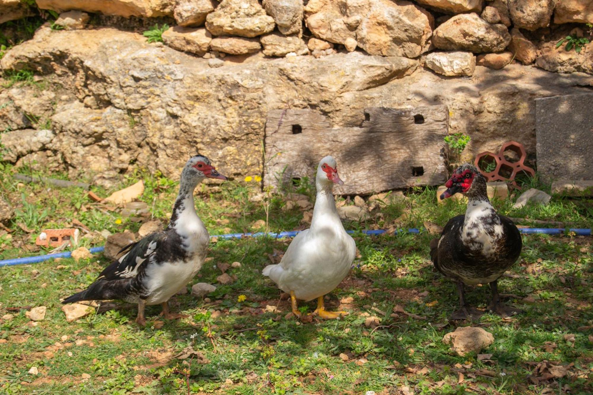 Agroturismo Rural Can Prats Santa Eularia des Riu Esterno foto