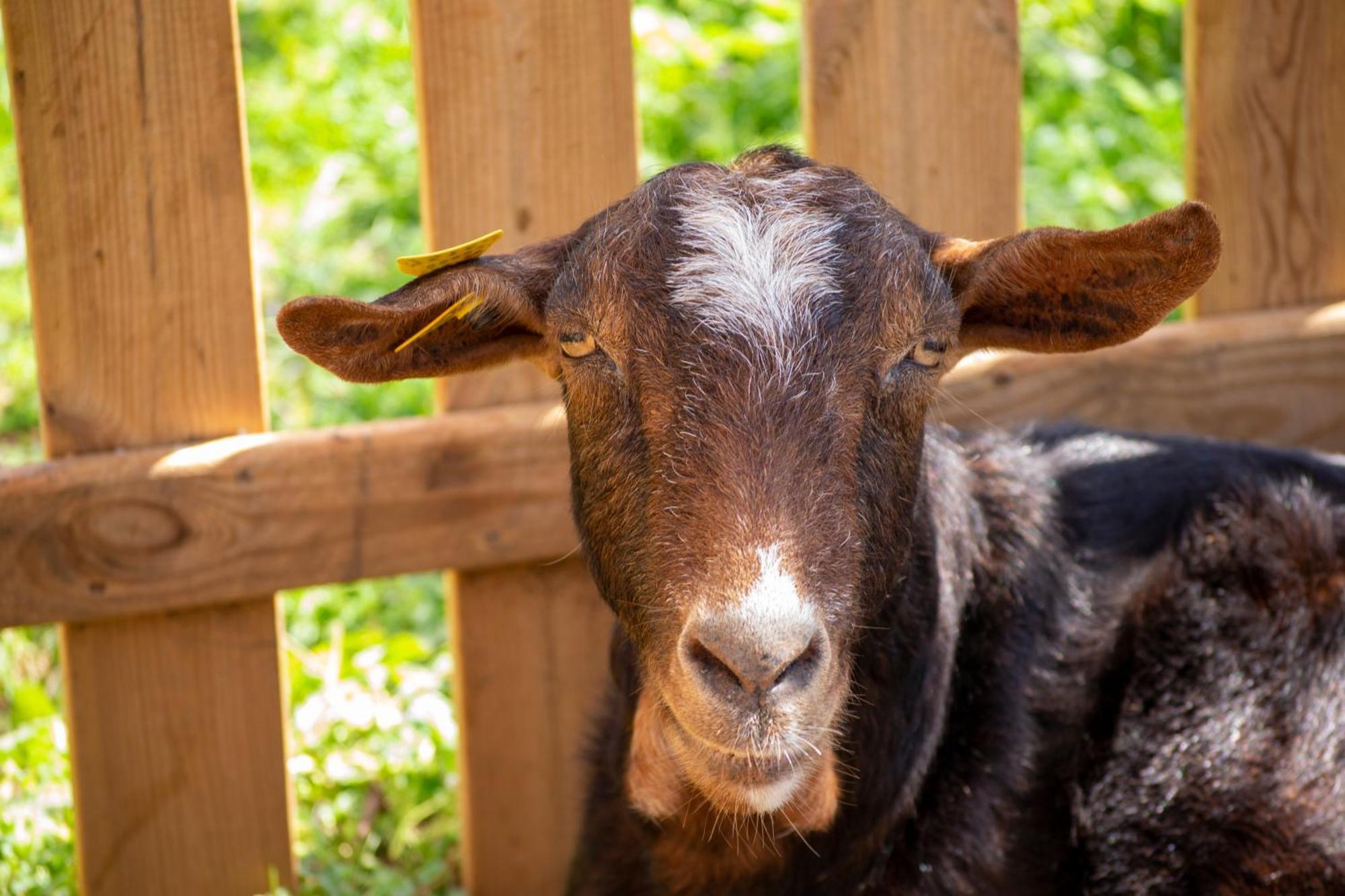 Agroturismo Rural Can Prats Santa Eularia des Riu Esterno foto