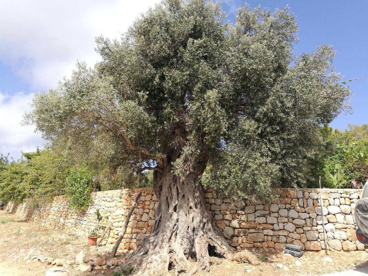 Agroturismo Rural Can Prats Santa Eularia des Riu Esterno foto